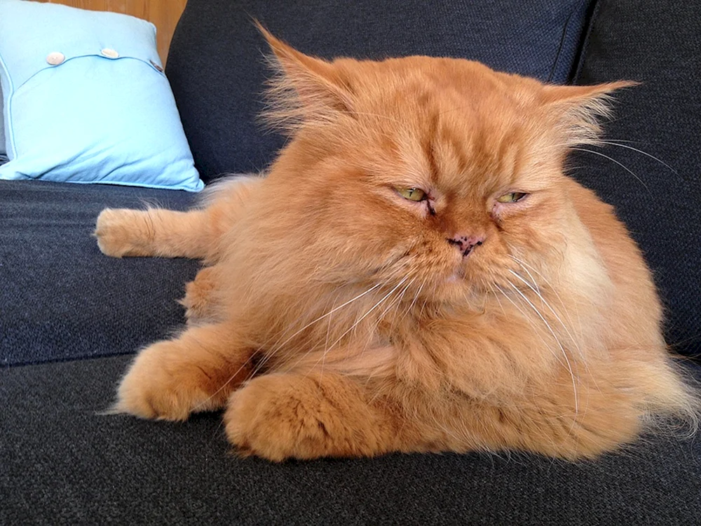 Perserkatze Langhaar rot