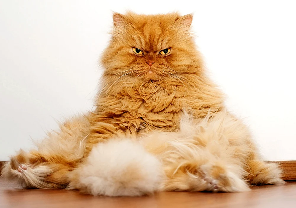 Langhaarperserkatze Perserkatze rot