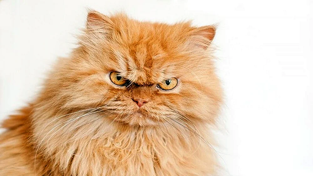 Rote Perserkatze