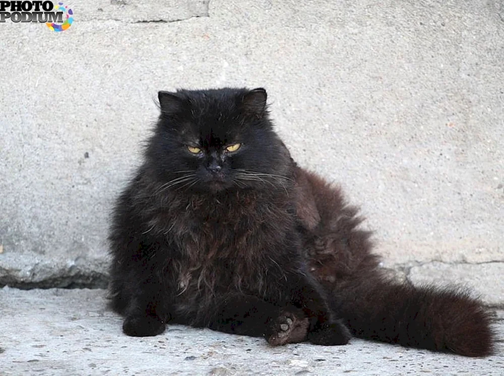 Langhaarige britische Katze schwarz