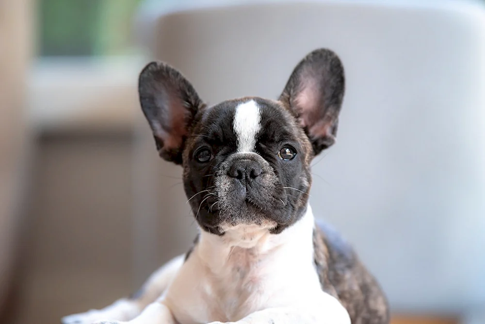 Langhaarige Französische Bulldogge
