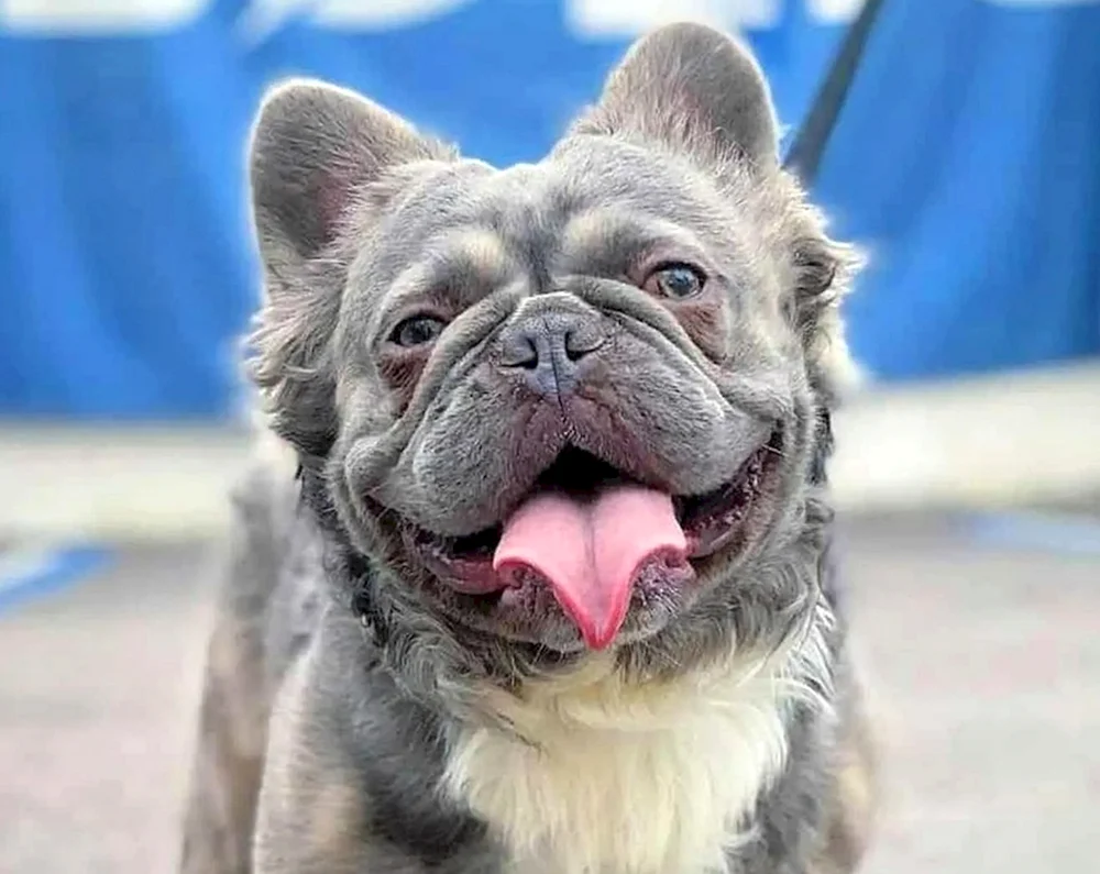 Langhaarige Bulldogge Fluffy Bulldogge
