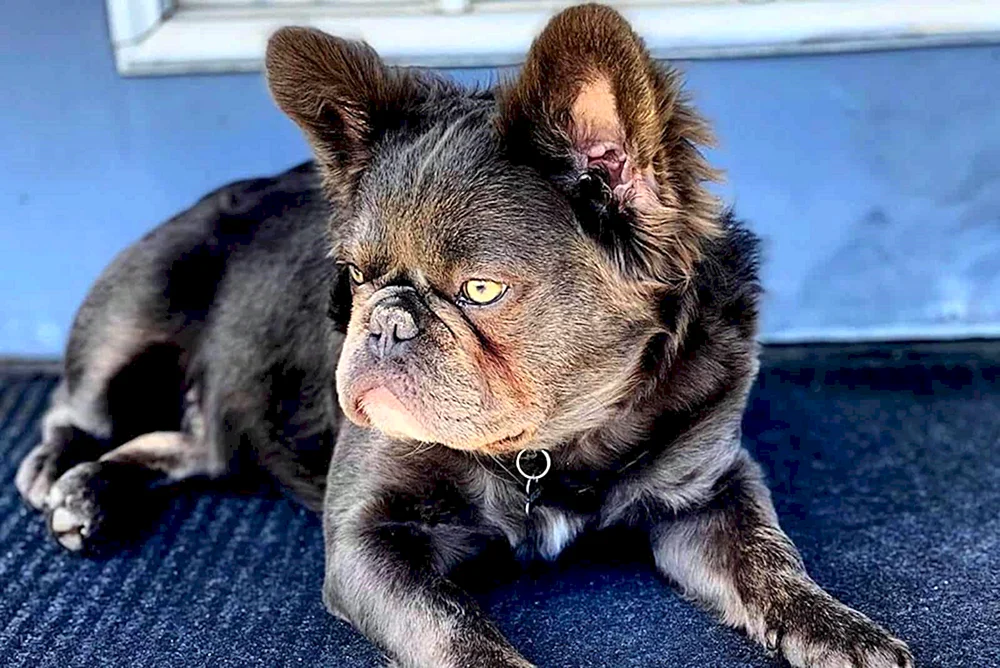 Langhaarige Bulldogge Fluffy Bulldogge