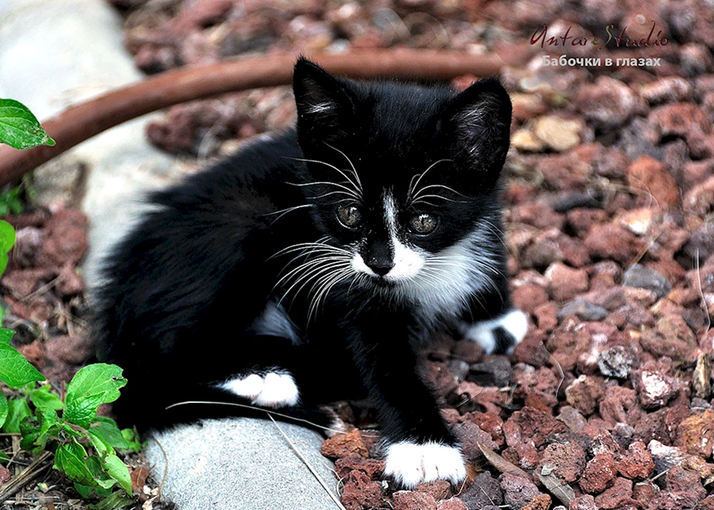 Schwarz-weiße Katze