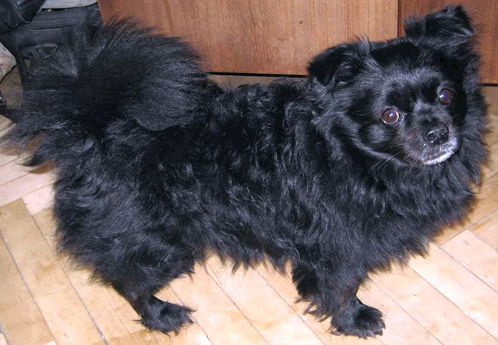 Spitz und Chihuahua Métis