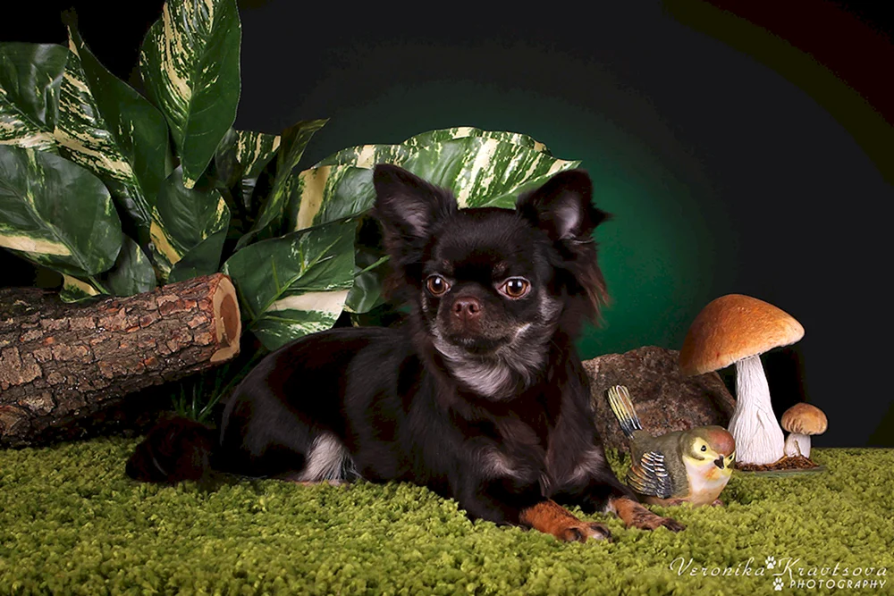 Chihuahua Hunde schwarz