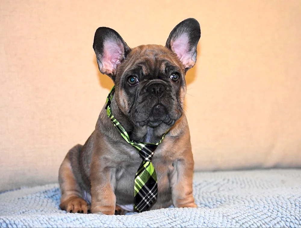 Fluffy Französische Bulldogge Welpen