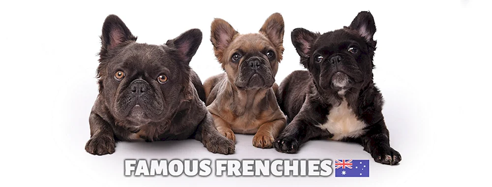 Fluffy Französische Bulldogge Farbe