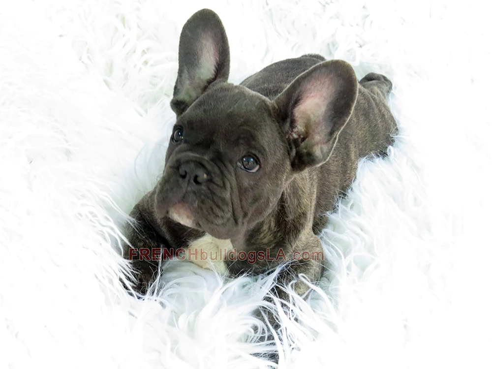 Flauschige Flauschige Französische Bulldogge