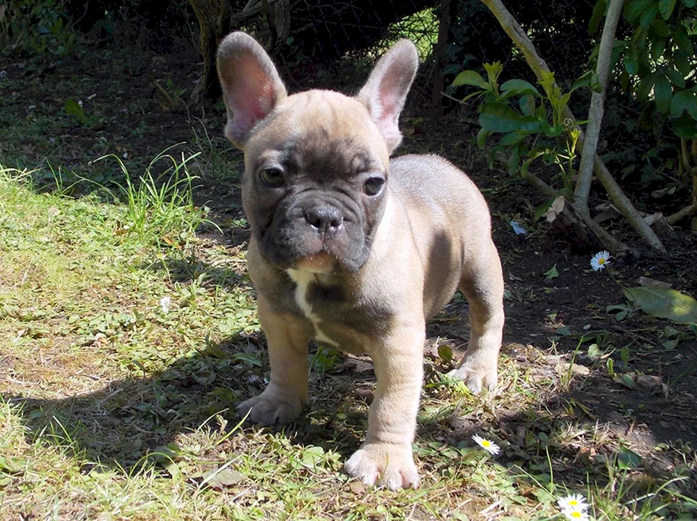 Französische Bulldogge Isabella Merle