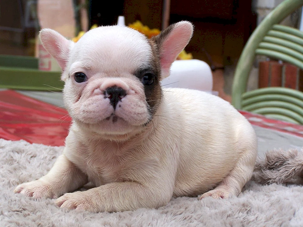 Langhaarige französische Bulldogge Fluffy Bulldogge