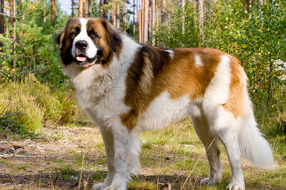 Aboriginal Kaukasischer Schäferhund