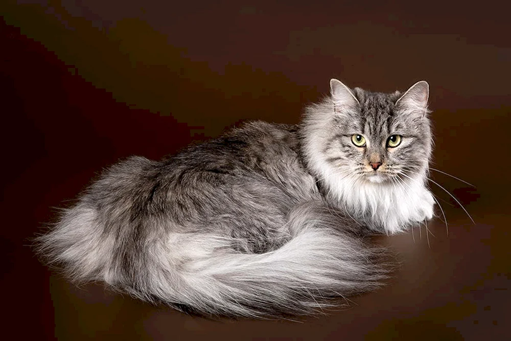 Sibirische Langhaarkatze