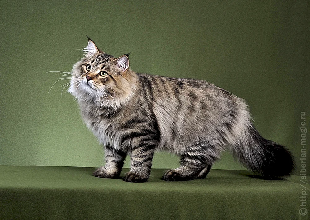 Sibirische Katzenrasse