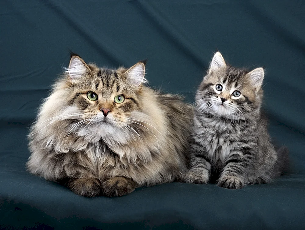 Langhaar gestromt Sibirische Katzenzucht