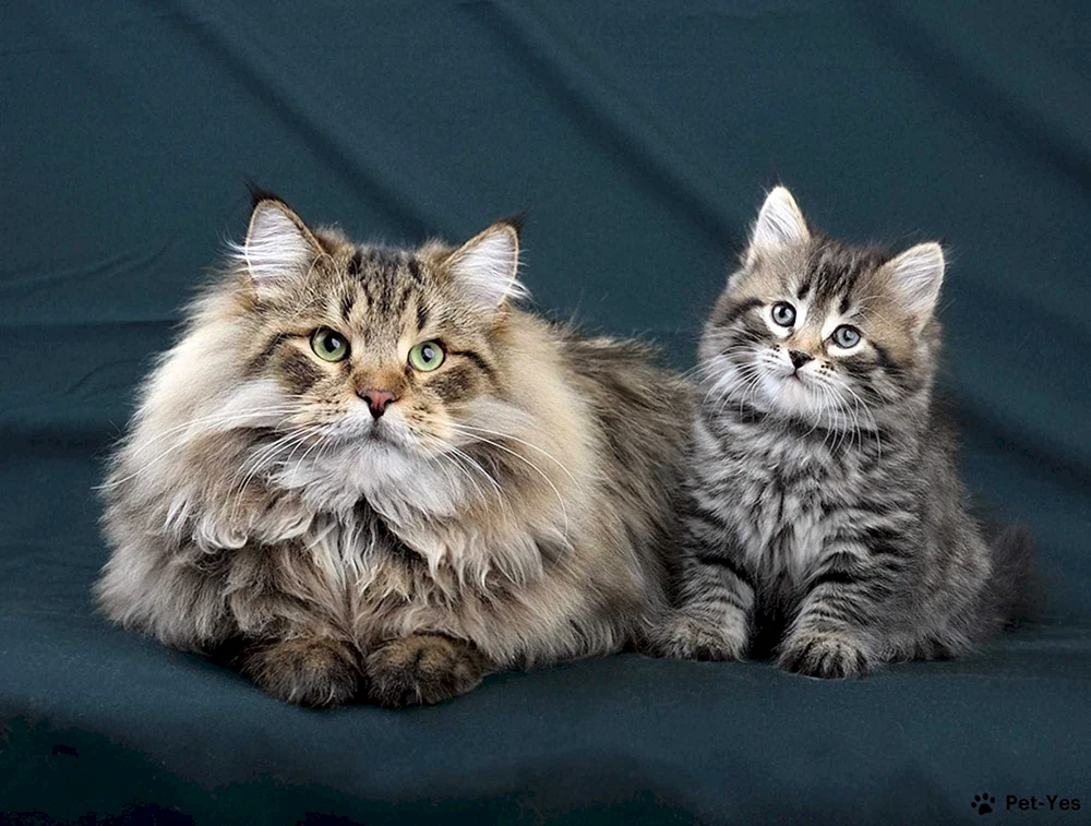 Sibirische Langhaarkatze