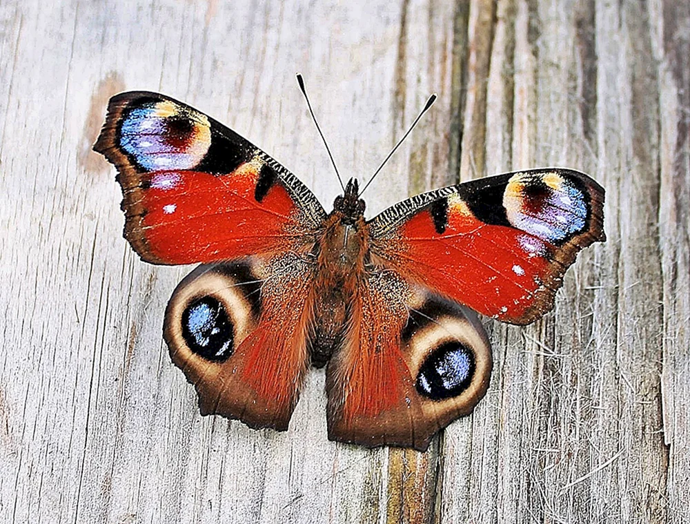 Tagpfauenauge Schmetterling