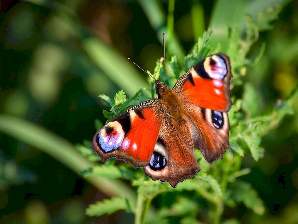 Facettierte Augen Libellen