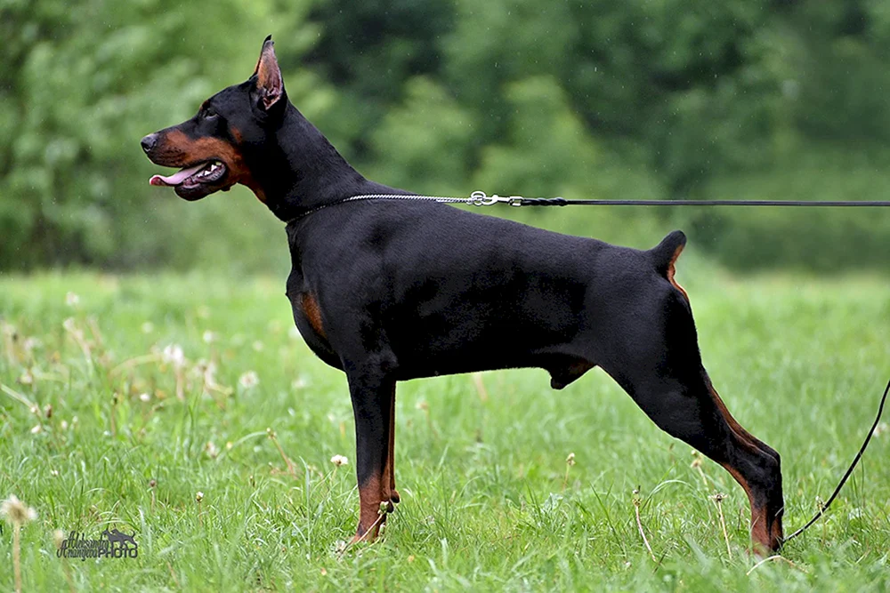 Dobermann Pinscher