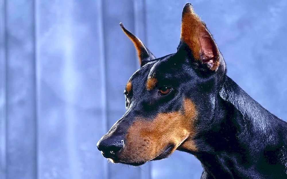 Dobermann Pinscher