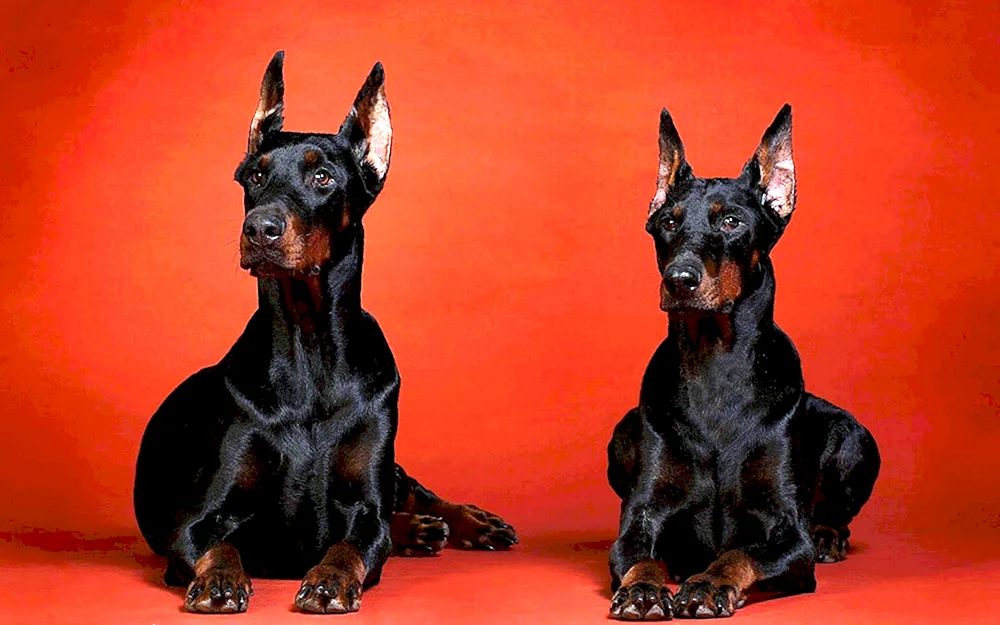 Dobermann Hunderasse