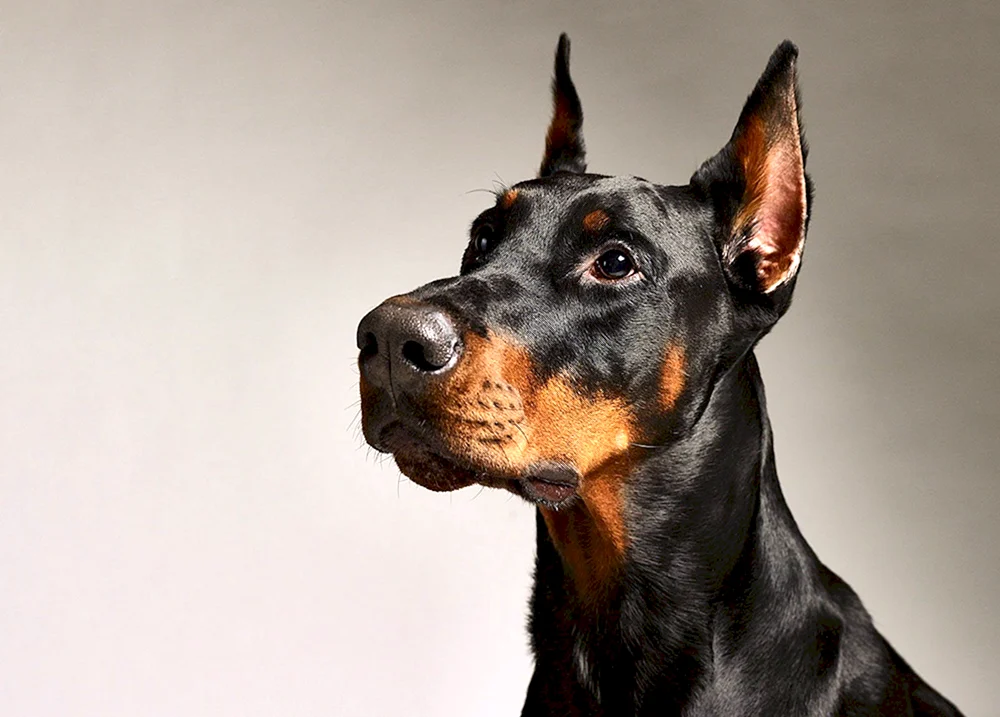 Dobermann