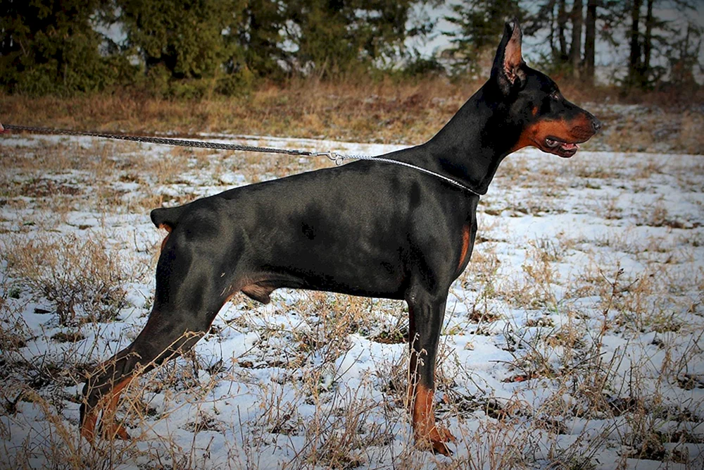 Dobermann pinscher blau