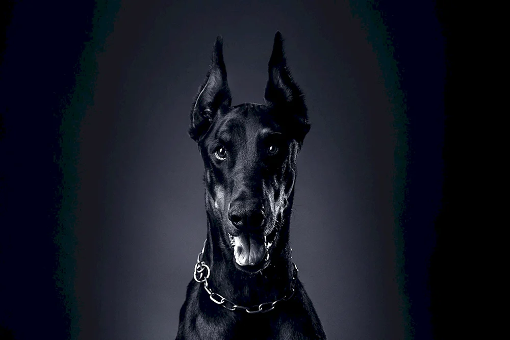 Schwarzer Deutscher Schäferhund ZKS