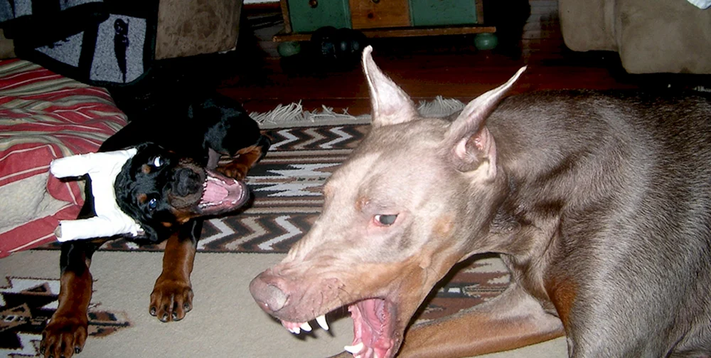 Dobermann schwarz
