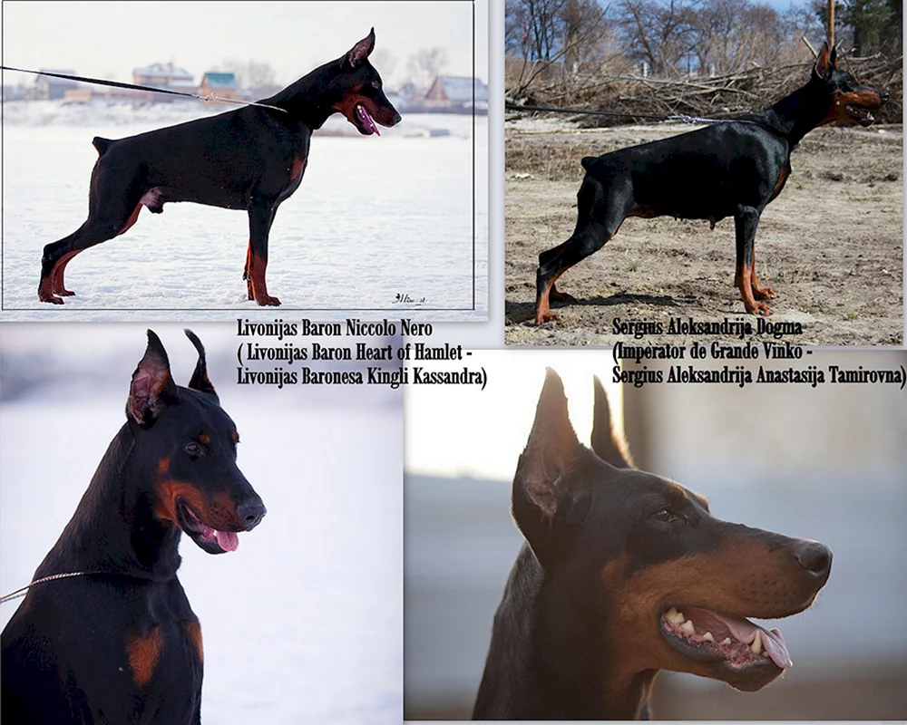 Dobermann Stock