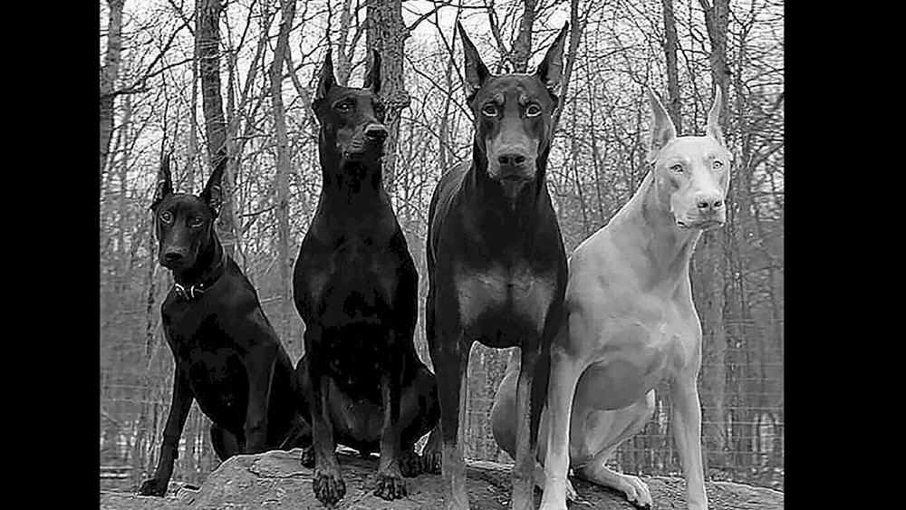 Dobermann kämpfend