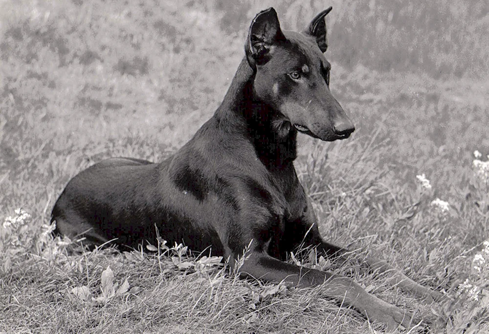 Dobermann isabellfarben