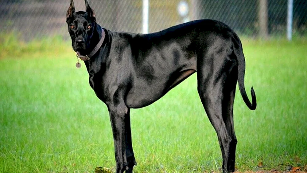 Hunderasse Royal Dog