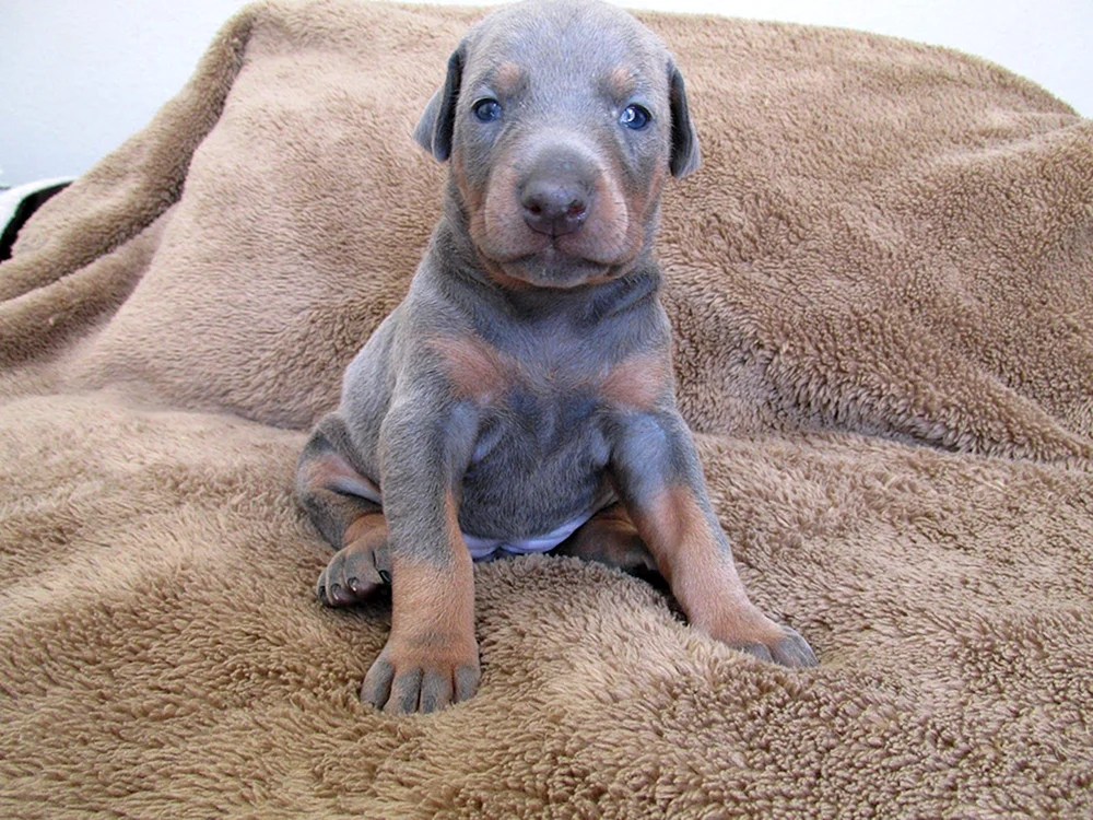 Dobermann blaue Farbe