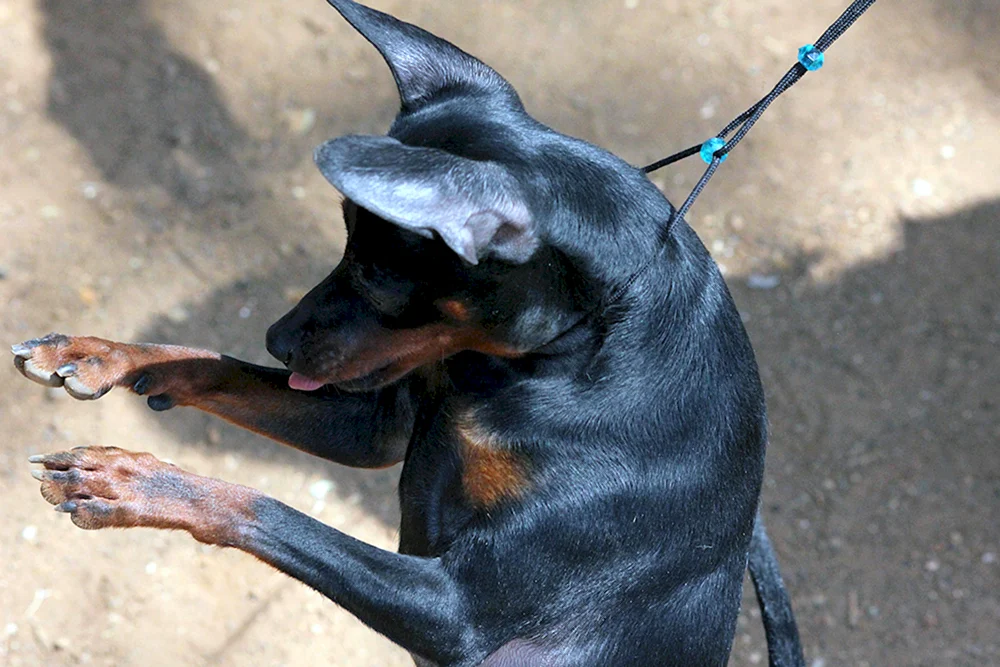 Argentinischer Dobermann