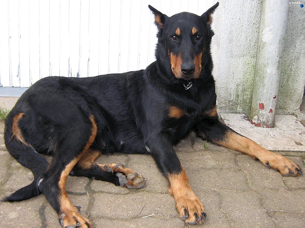 Rottweiler und Dackel métis. und Rottweiler