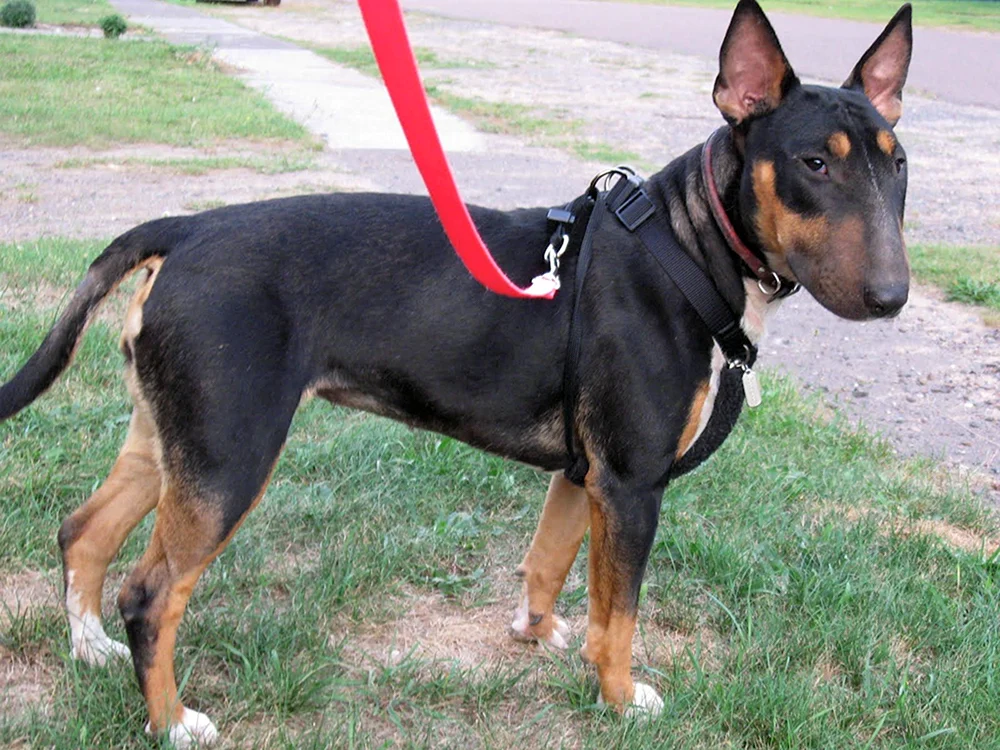 Staffordshire Terrier-Mix