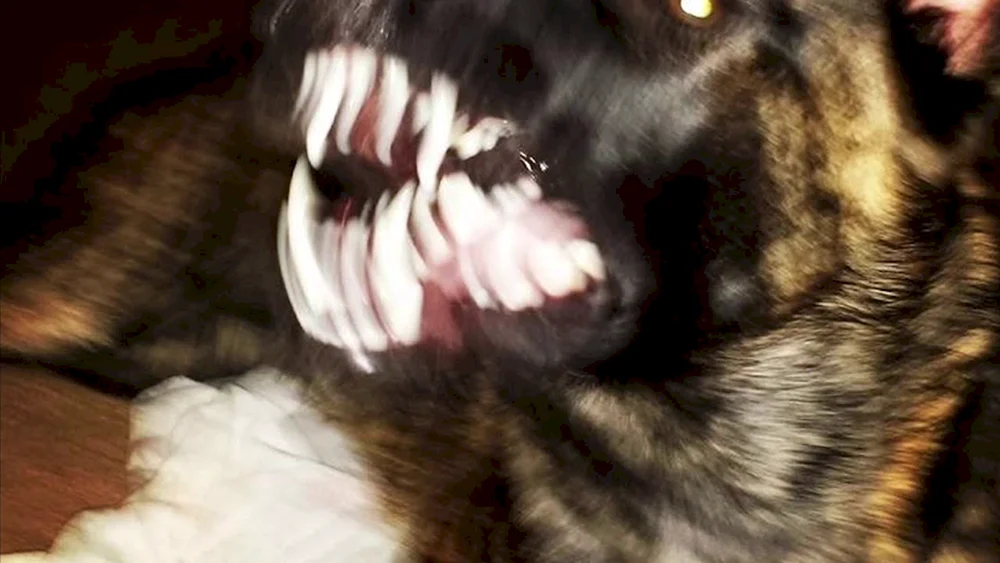 Dobermann und Deutscher Schäferhund