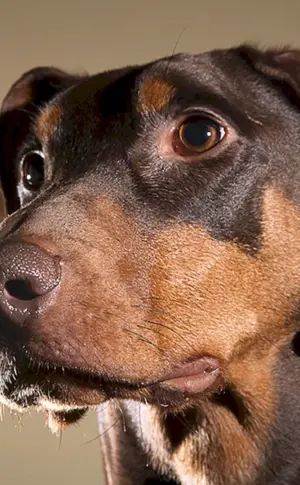 Dobermann und Dackel