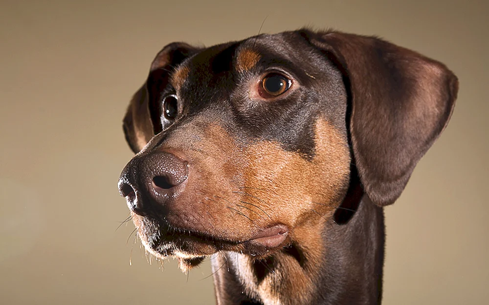 Dobermann und Dackel