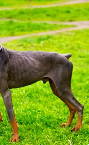 Dobermann Isabella