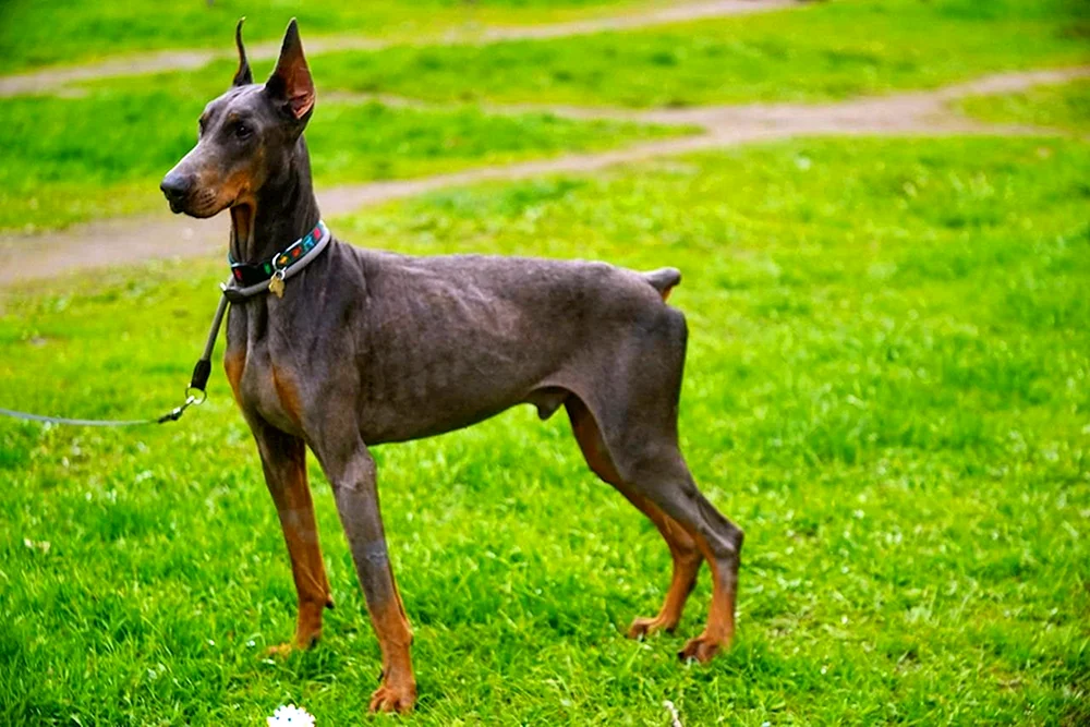 Dobermann Isabella