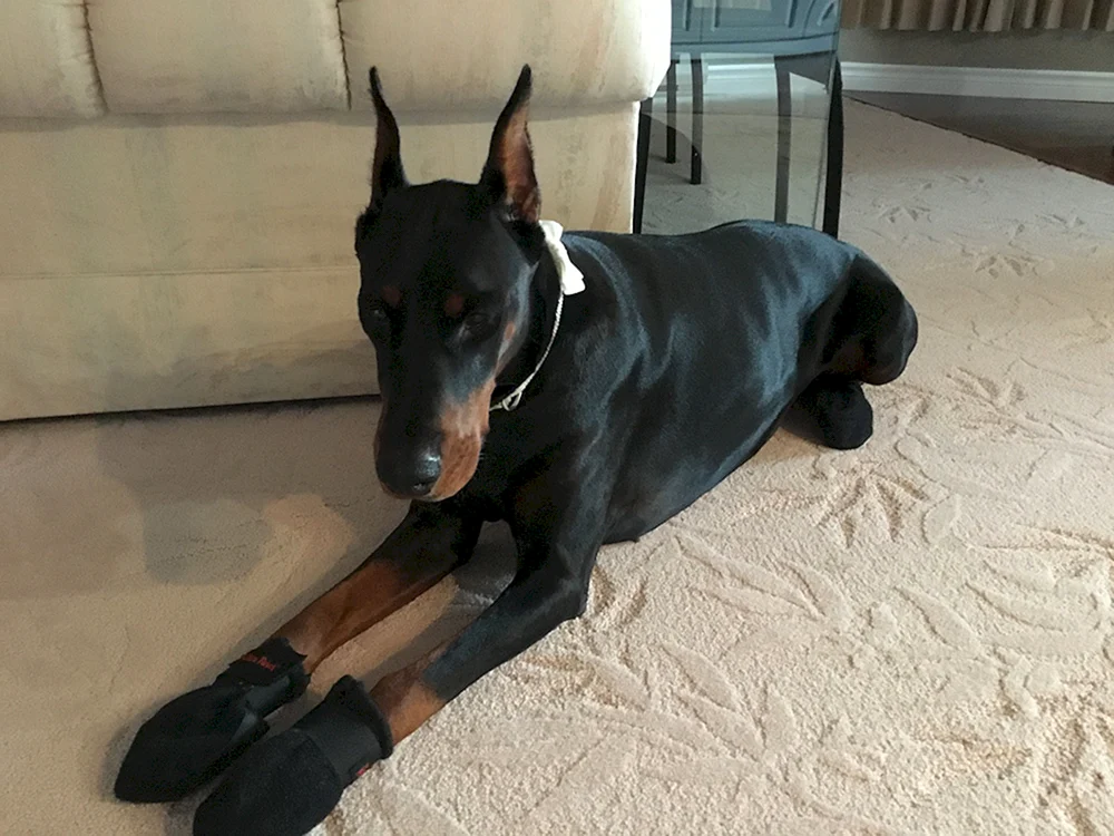 Dobermann Kampfhund