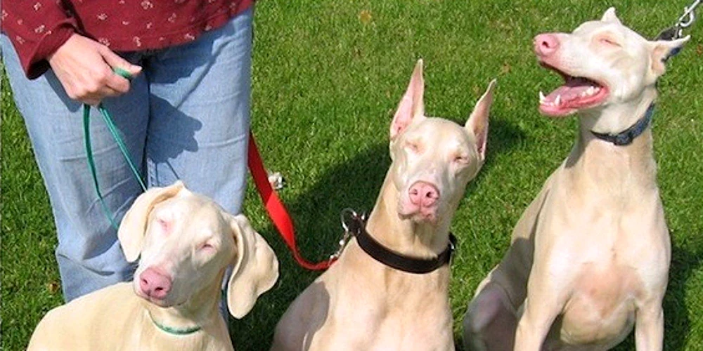 Dobermann albino pinscher