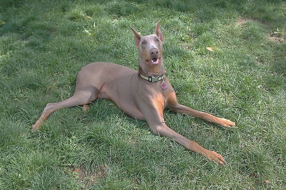 Dobermann- Albinopinscher