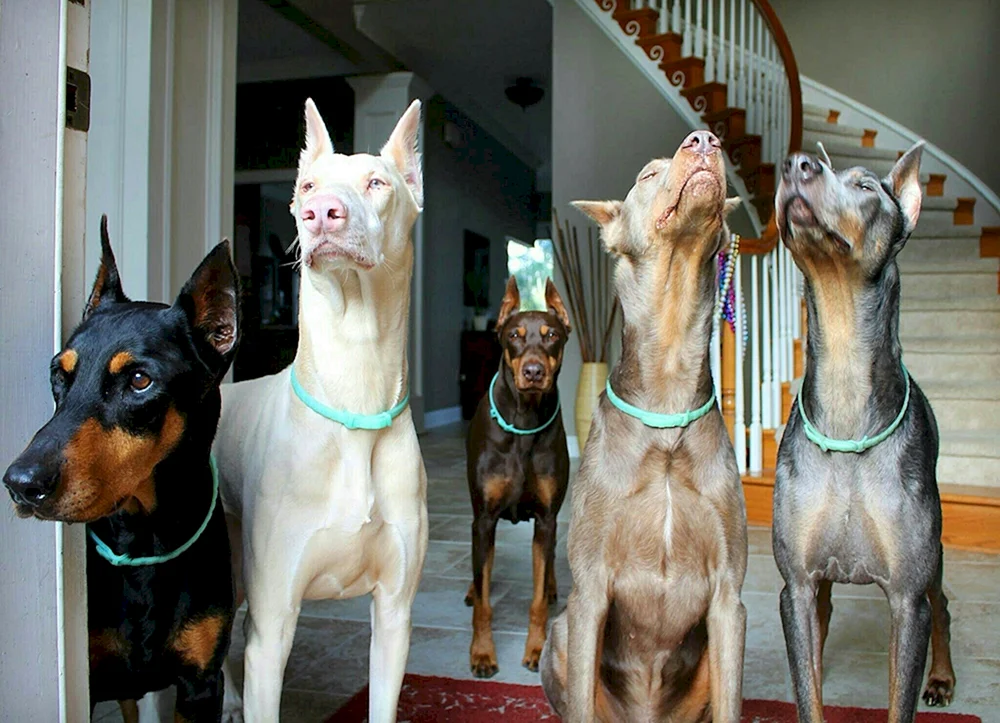 Dobermannpinscher blau