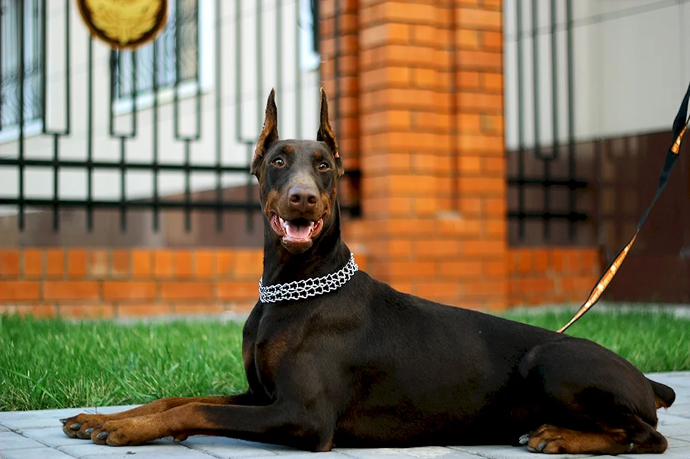 Dobermann Hund