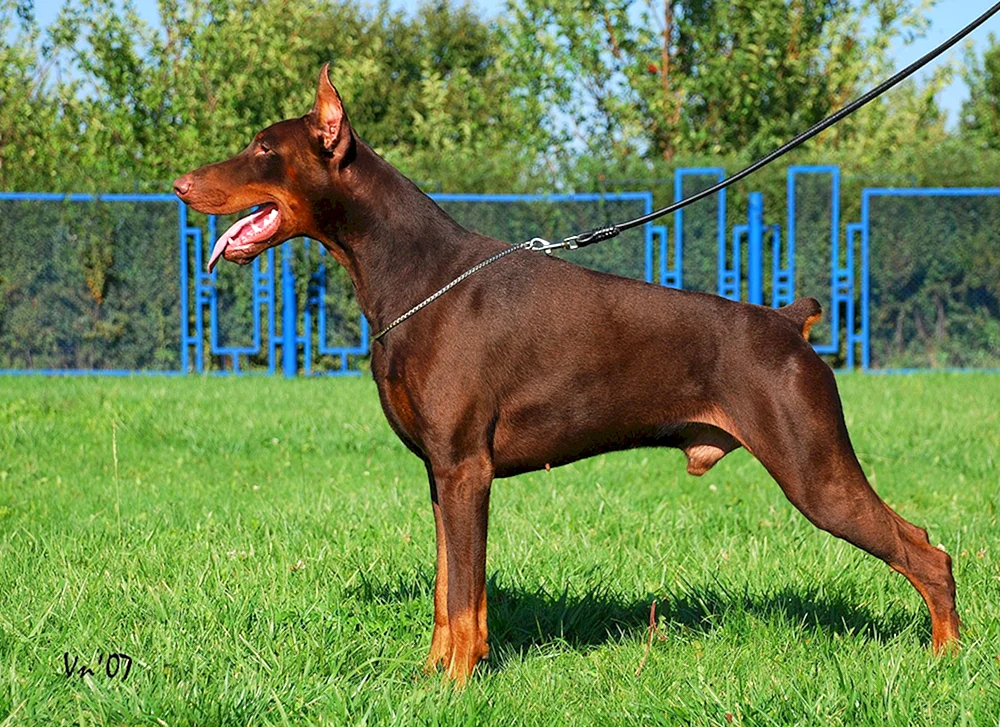 Dobermannpinscher schoko