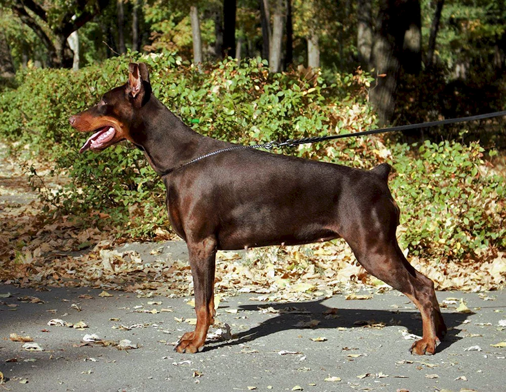 Dobermann braun gefleckt
