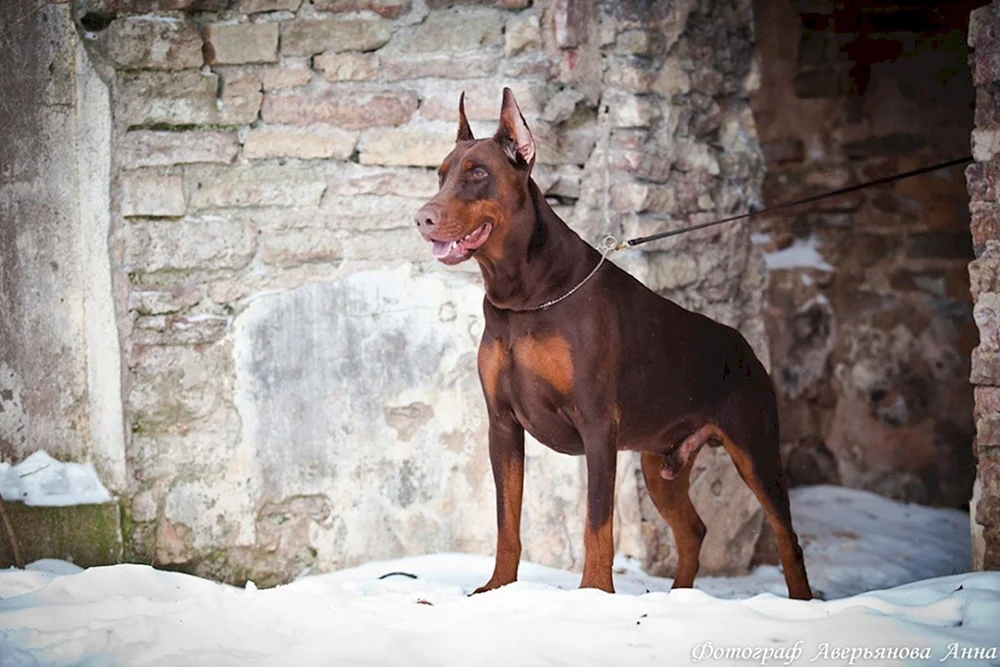 Dobermann schoko